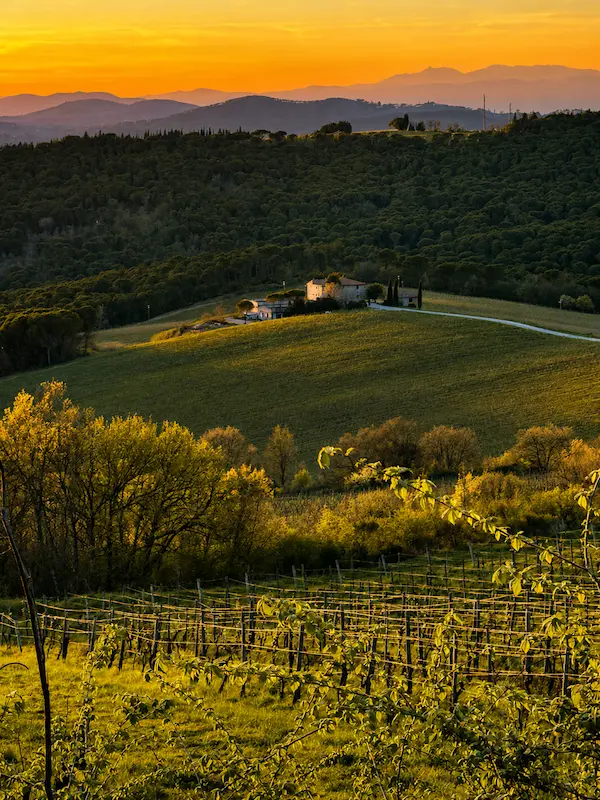 Jewish Florence Tuscany tours โ golden sunset over Tuscan vineyards