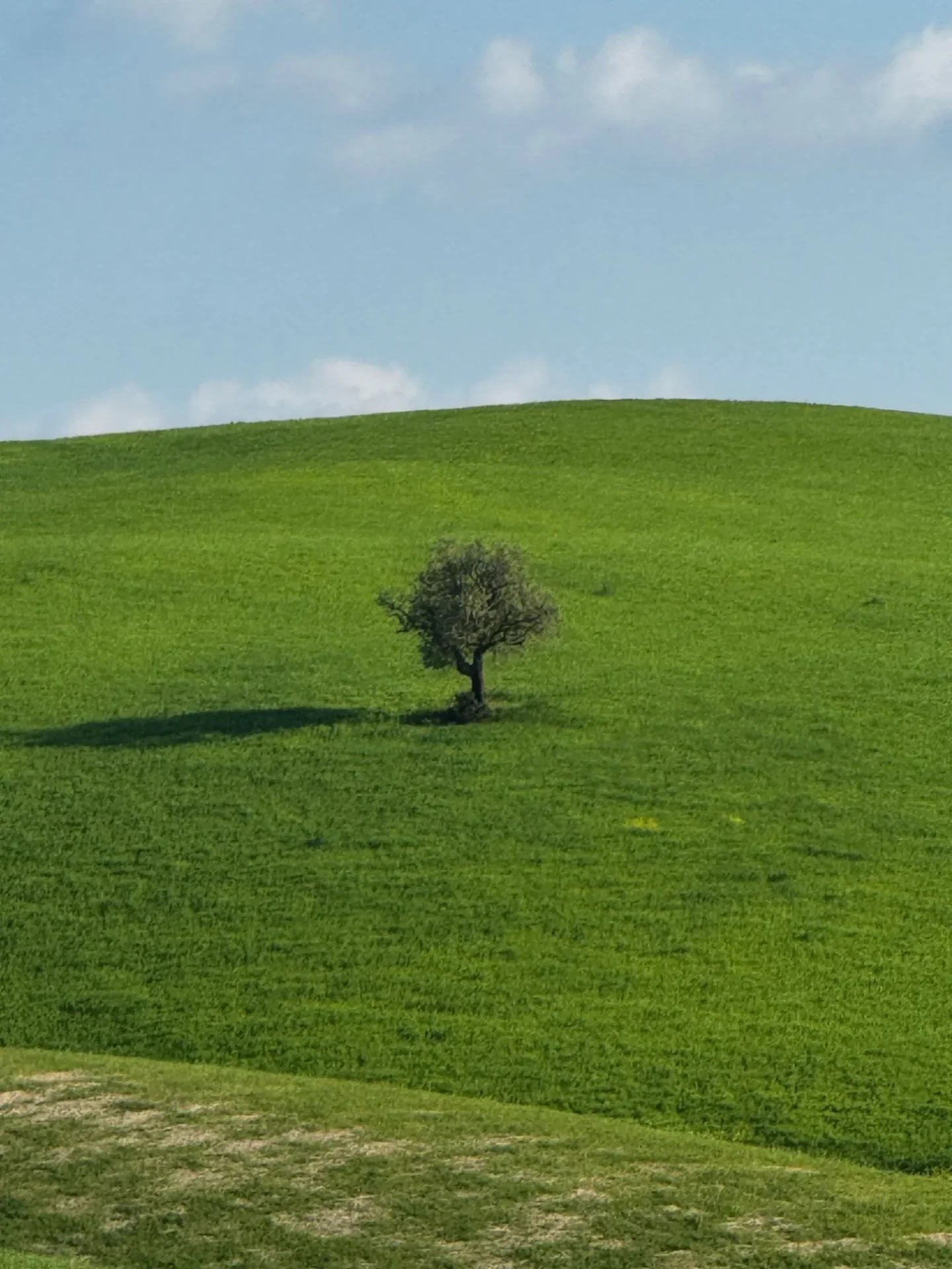 סיור בוואל ד'אורצ'ה - עץ בודד על גבעה ירוקה